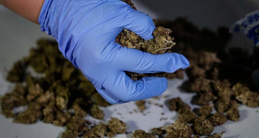 Detenidas cinco personas e incautadasn 3.858 plantas 
de marihuana en Ourense