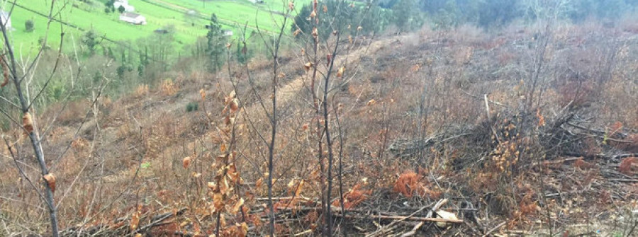 Vecinos de Aranga denuncian la quema con herbicida de un monte para plantar eucaliptos