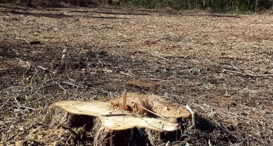 Arco Iris denuncia una tala masiva de árboles autóctonos en la fraga de Cecebre