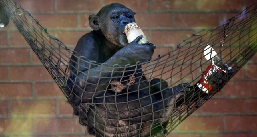 Los chimpancés mantienen su personalidad durante años