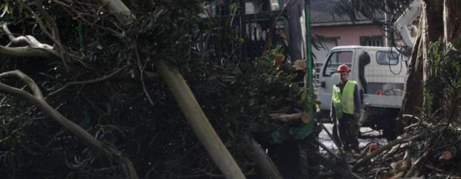 La tala de árboles en Guísamo comenzó ayer para mejorar el acceso a viviendas