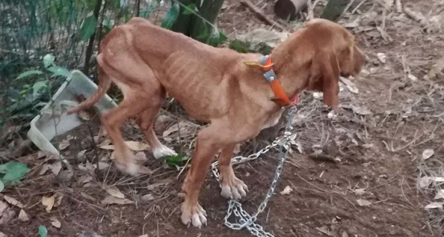 Investigan a un vecino de Miño por un delito de maltrato animal contra siete perros en Doroña