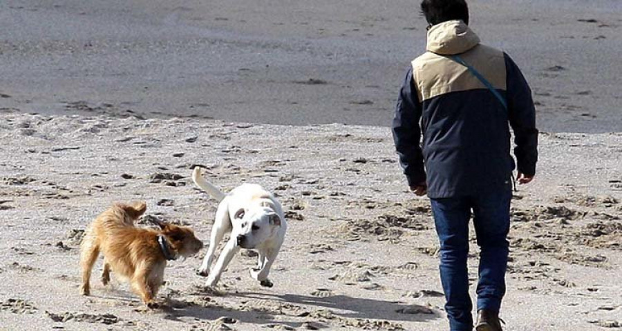 Sada podrá imponer multas de hasta 500 euros por no recoger los excrementos de mascotas de la calle