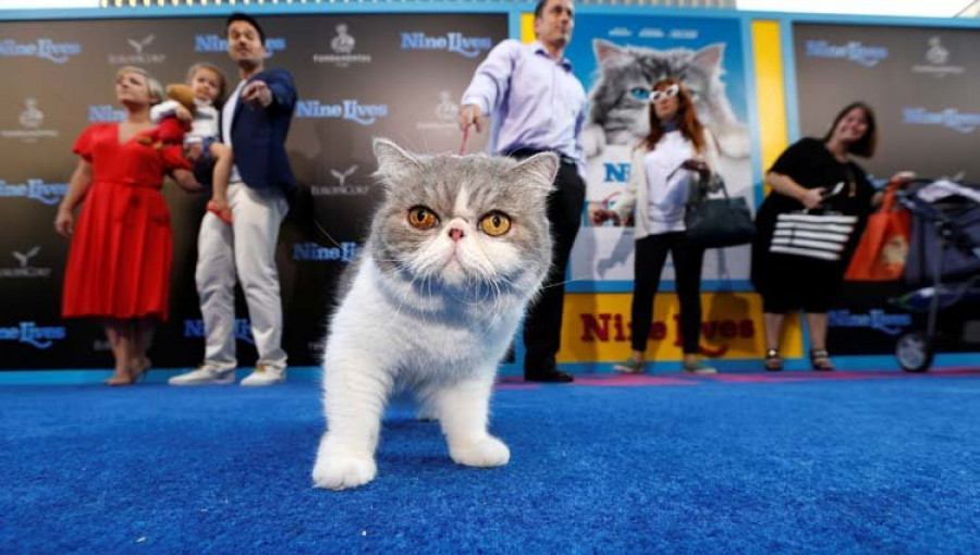 Los inicios de la agricultura domesticaron a los gatos