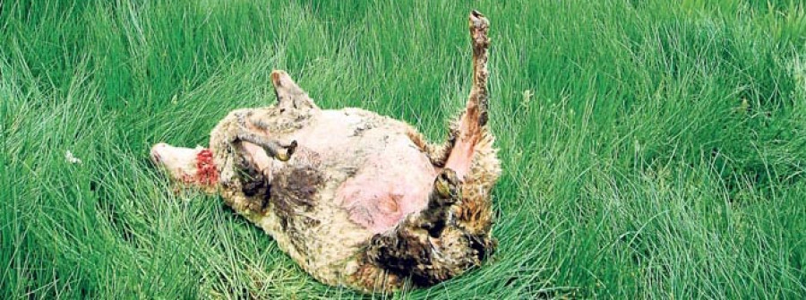 LARACHA-Un lobo mata una decena de ovejas en una finca de Lestón próxima a A Laracha