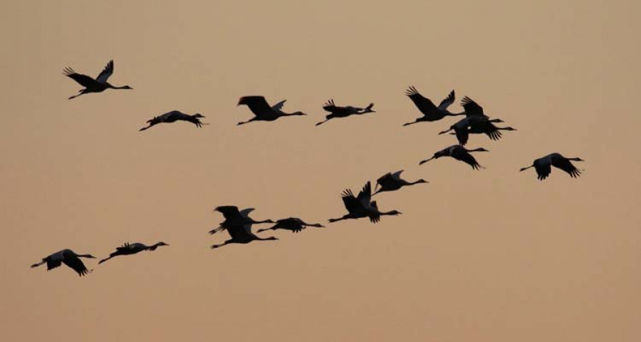 Las aves que vuelan más alto contratan un “todo incluido”