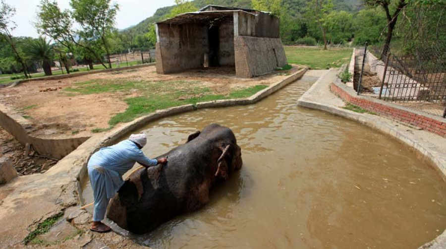 EL elefante Kaavan por fin puede caminar libre de cadenas