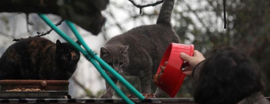 Animalistas denuncian un nuevo exterminio de gatos en un barrio de A Coruña