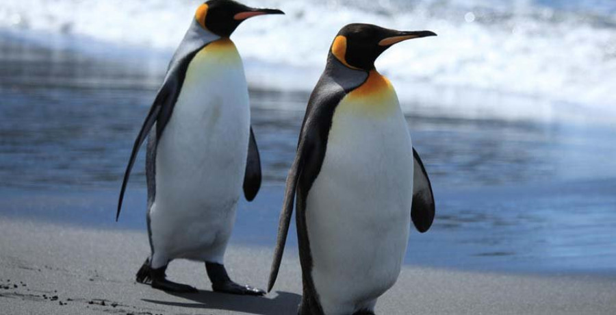 El cambio climático pone en peligro a los pingüinos rey