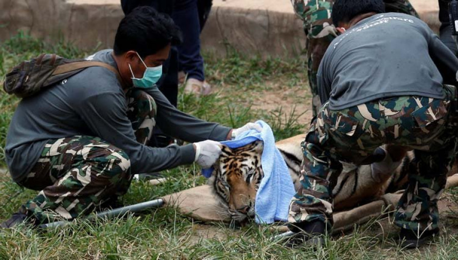 comienza el traslado de los tigres confinados en su “templo” tailandés