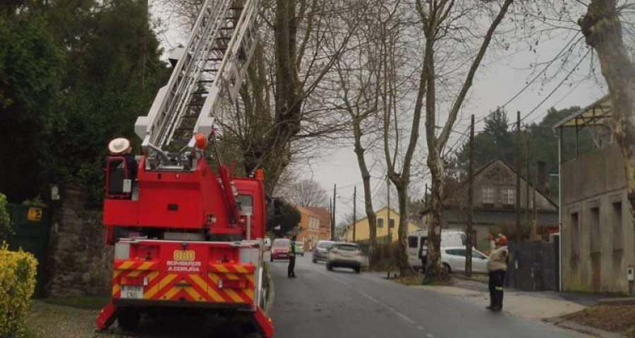 El servicio de Emergencias de Oleiros retiró casi 600 nidos de avispa velutina en un año