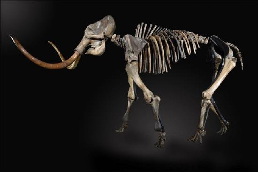 Venden un esqueleto de mamut lanudo por 238.000 euros en Reino Unido