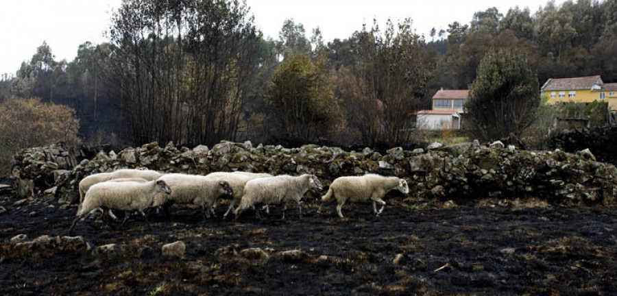 La Xunta hará cambios legales para luchar contra los incendios forestales