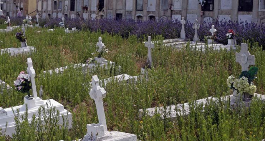 El crecimiento sin control de la vegetación amenaza con ocultar tumbas del cementerio de San Amaro