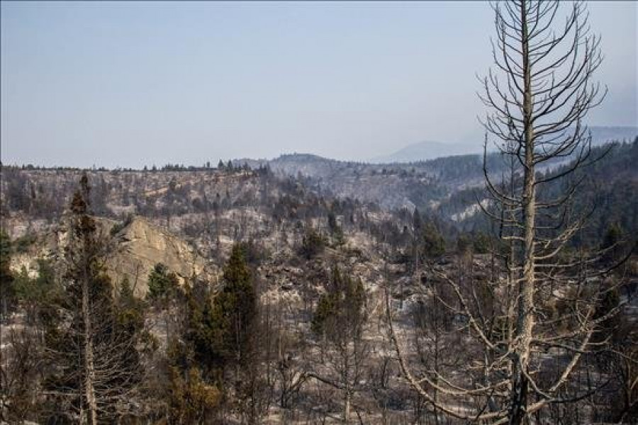 Incendio en el sur argentino devora ya 30.000 hectáreas de bosques