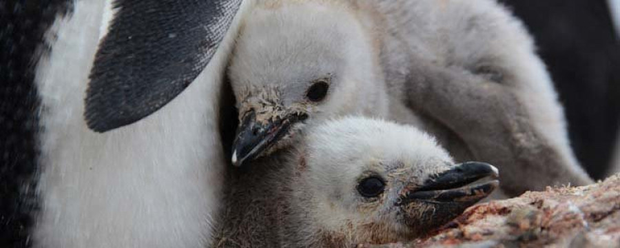 La principal colonia de pingüinos de la Antártida, en peligro