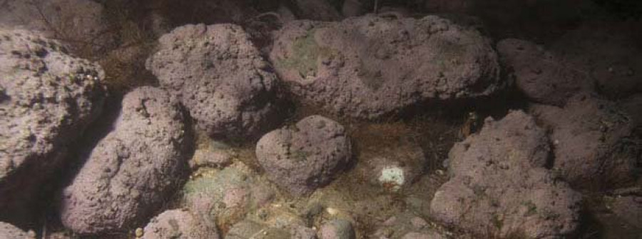 Una investigadora coruñesa descubre la primera alga  roja coralina de agua dulce