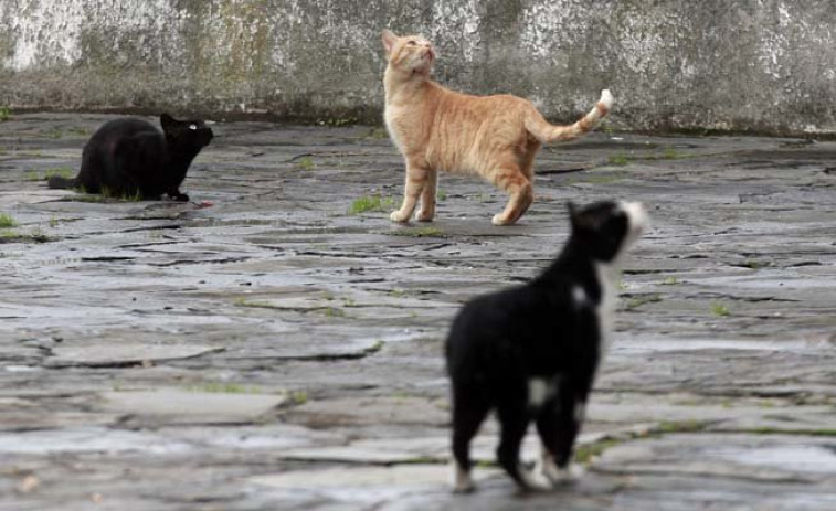 Un parlamentario surcoreano propone una ley para prohibir el consumo de perro y gato