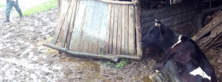 Un vecino de Vilasantar  tenía en pésimas condiciones más de un centenar de vacas