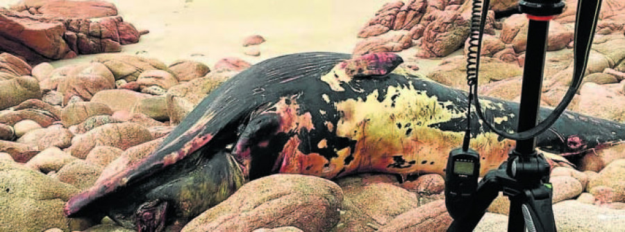 Siguen apareciendo animales marinos muertos en el litoral