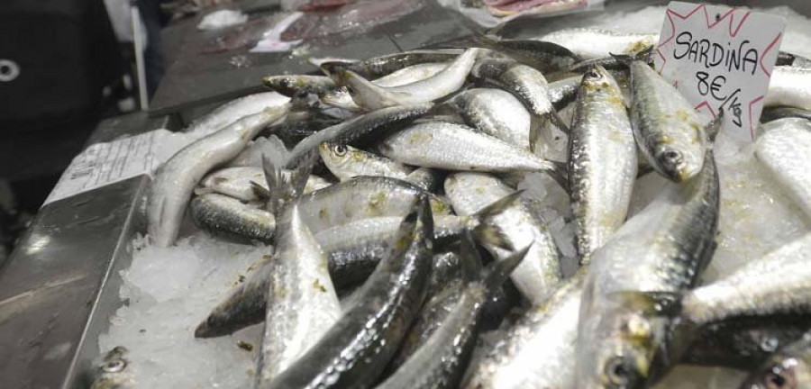 El cerco afirma estar preocupado por la escasez de sardinas a días de San Juan