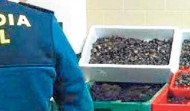 La Guardia Civil confisca 175 kilos de erizos y 14 de percebes sin licencia y destinados a la lonja