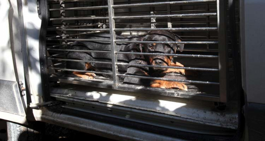 El registro autonómico tiene identificados 14.125 perros potencialmente peligrosos