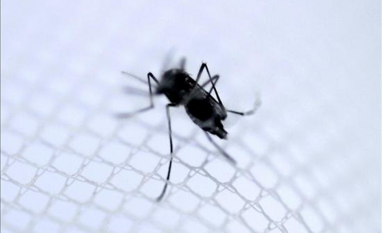 Detectan por primera vez la presencia del mosquito tigre, vector del dengue, en Lisboa