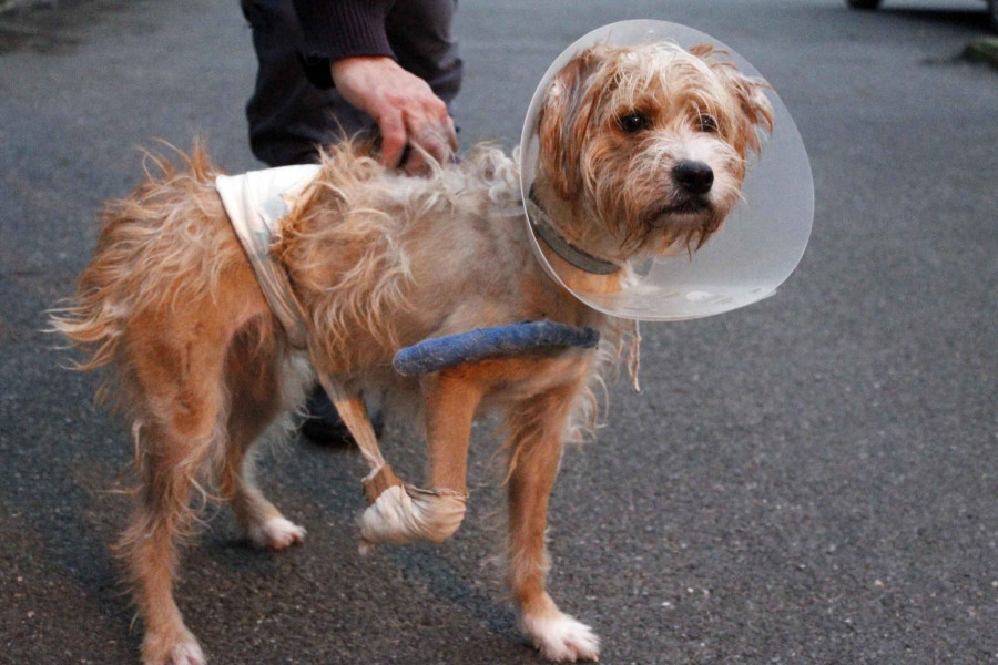 Una griffona que fue atropellada espera también una familia que la adopte