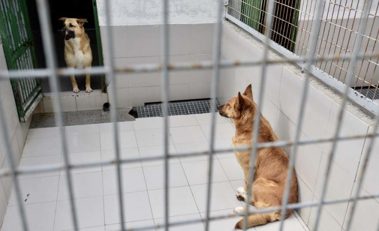 La asociación animalista Libera recaba 44.000 firmas para municipalizar la perrera local