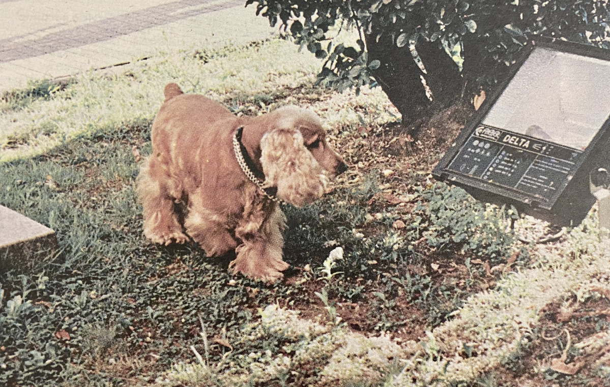 Perro en 1996
