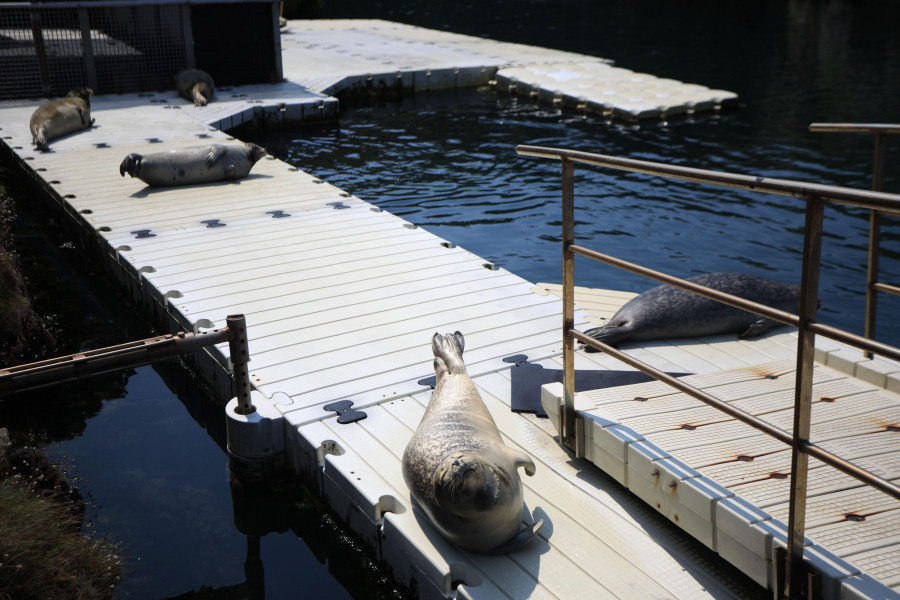 Reserva de plaza para las nuevas sesiones de "Aventura coas focas" en el Aquarium de A Coruña