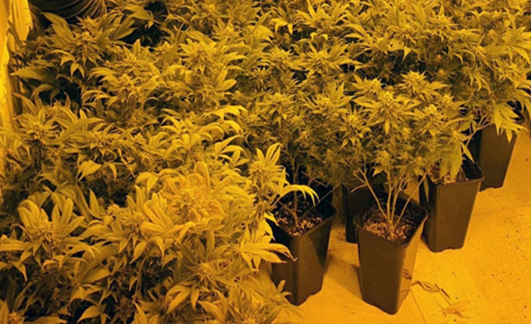 Un juez de Lugo no ve delito en el cultivo de 222 plantas de marihuana intervenidas a un hombre