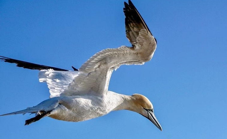 Detectan tres casos de gripe aviar en aves silvestres en Sanxenxo y en Vigo