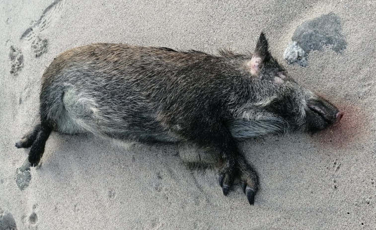 Hallan un jabalí y un delfín muertos separados por solo unos metros en Valcovo