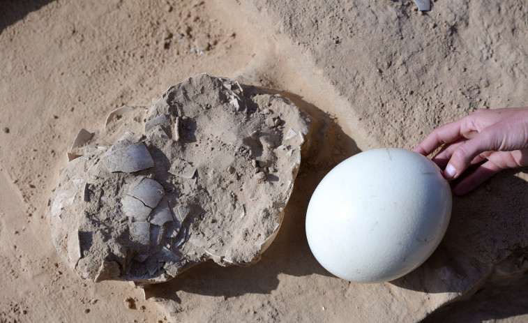 Hallan huevos de avestruz de hace más de 4.000 años en el desierto de Israel