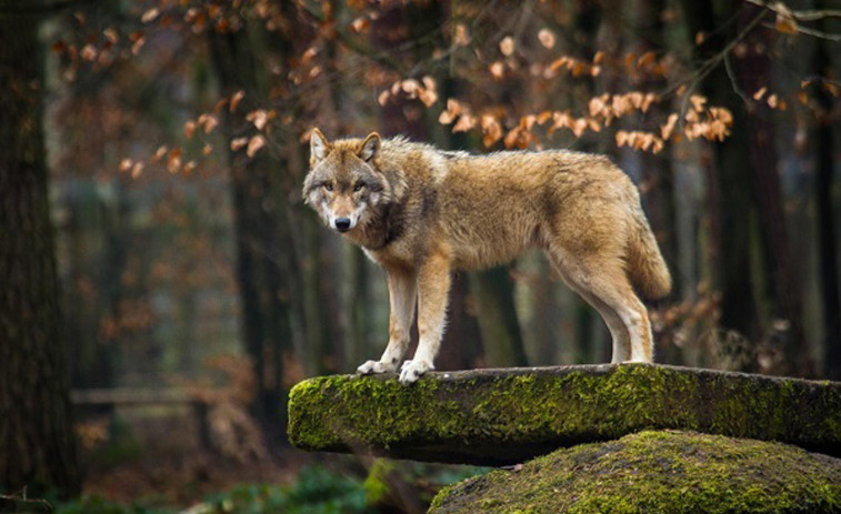 Millán Mon urxe no Parlamento Europeo modificar a protección dos lobos