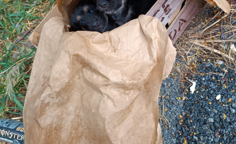 Gatocan pide ayuda para encontrar a quién abandonó a dos cachorros en una bolsa de cereales