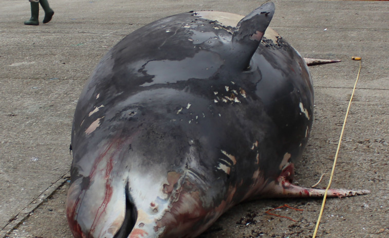 Encuentran plástico en el estómago del cetáceo que apareció muerto en la bahía del Orzán