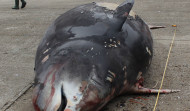 Encuentran plástico en el estómago del cetáceo que apareció muerto en la bahía del Orzán