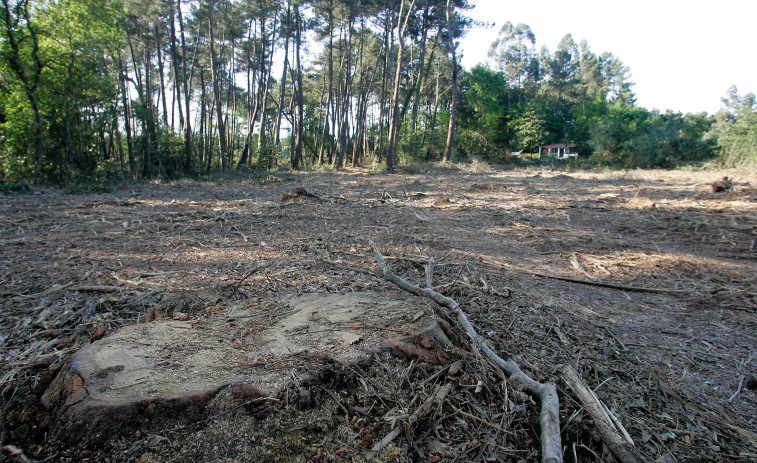 Encuentran muerto a un trabajador que talaba árboles en un monte próximo a Pantón