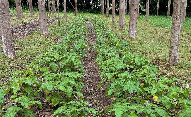La Cátedra Hijos de Rivera-UDC ve posible recuperar el 75% del suelo donde se plantaron eucaliptos