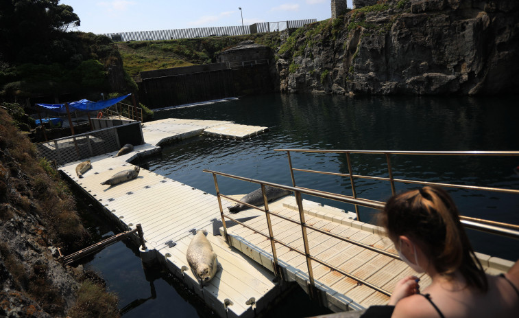 A Coruña renovará el área de las focas del Aquarium Finisterrae
