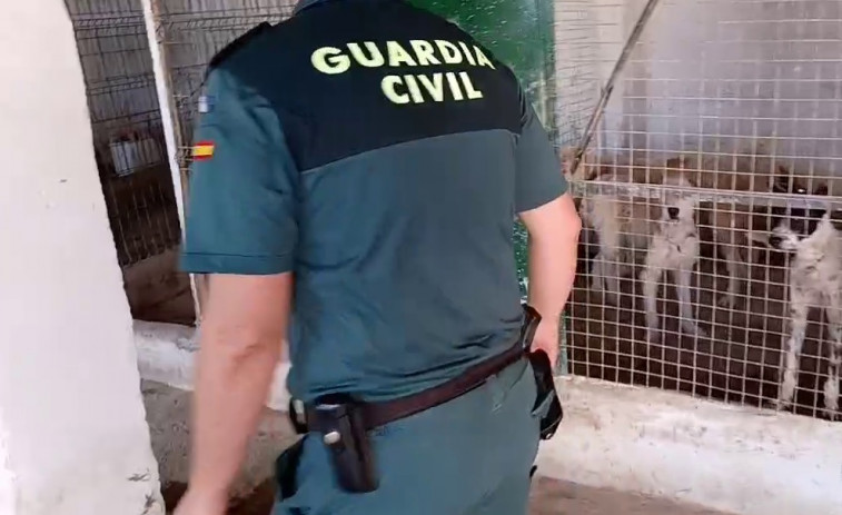 Dos investigados en Granada por tener a 32 perros en muy mal estado y cortarles rabos y orejas