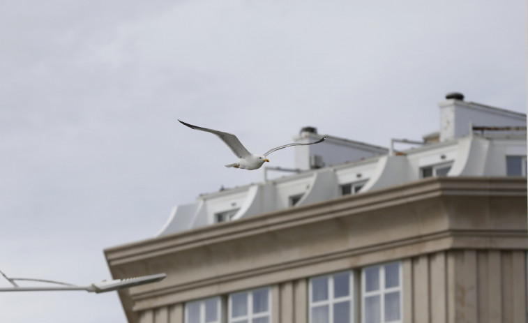 Las gaviotas patiamarillas del Mediterráneo son más grandes que las del Cantábrico