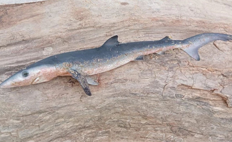 Aparece una cría de tiburón muerta en la playa de Outeiro, en Ferrol