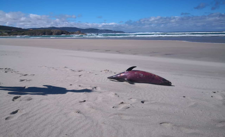 Aparece el cadáver de un delfín en la playa de Sabón, en Arteixo