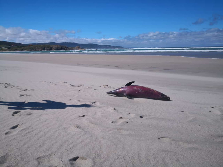 Aparece el cadáver de un delfín en la playa de Sabón, en Arteixo
