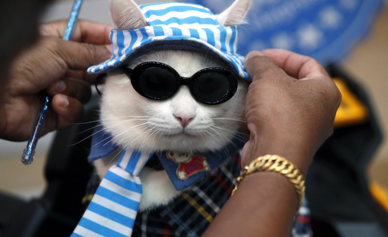 Exhibición gatuna en Bangkok