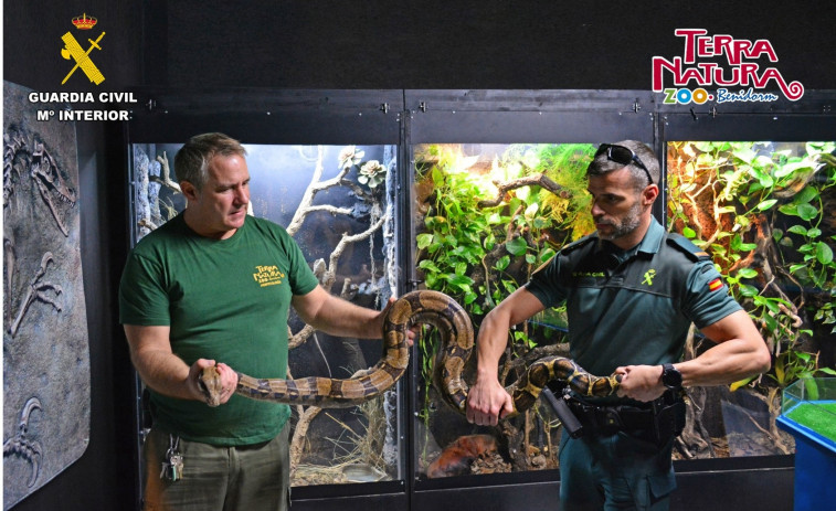 Una boa constrictor cae a la calle desde un balcón de Alicante